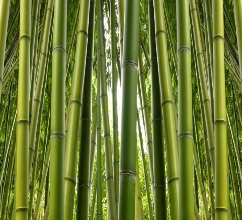 A Floresta De Bambu Deixa O Fundo Natural Da Paisagem Da Grama Clara Macia  Na Chuva, Floresta De Bambu, Cenário Natural, Panorama Imagem de plano de  fundo para download gratuito