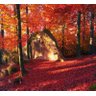 Papel De Parede Paisagem Floresta Natureza Árvores GG259 - 1