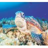 Papel De Parede Paisagem Tartaruga Mar Animais GG575 - 1