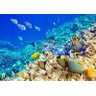 Adesivo Parede Paisagem Fundo do Mar Peixes Natureza GG368 - 1