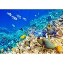 Ver imagem 1 de Adesivo Parede Paisagem Fundo do Mar Peixes Natureza GG368