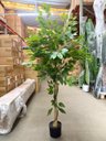 Ver imagem 6 de Arvore Artificial Ficus Planta Realista Decoração Sala 1.40m, Plantas Artificiais.