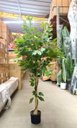 Ver imagem 3 de Arvore Artificial Ficus Planta Realista Decoração Sala 1.40m, Plantas Artificiais.