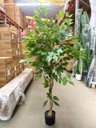 Ver imagem 7 de Arvore Artificial Ficus Planta Realista Decoração Sala 1.40m, Plantas Artificiais.