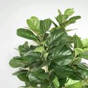 Ver imagem 2 de Ficus Lyrata Artificial Grande Planta Realista com 1.25m