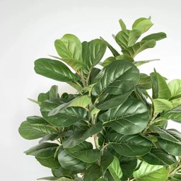 Ficus Lyrata Artificial Grande Planta Realista com 1.25m - 2