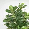 Ficus Lyrata Artificial Grande Planta Realista com 1.25m - 2