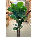 Ver imagem 4 de Ficus Lyrata Artificial Grande Planta Realista com 1.25m
