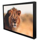 Ver imagem 3 de Quadro Decorativo Leão e Seus Olhos Vibrantes em Moldura Caixa Tacolado Moldura Trad 1cm Madeira Esc