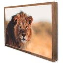 Ver imagem 4 de Quadro Decorativo Leão e Seus Olhos Vibrantes em Moldura Caixa Tacolado Moldura Trad 1cm Madeira Esc