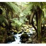 Papel De Parede Paisagem Rio Natureza Adesivo Floresta GG418 - 1