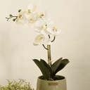 Ver imagem 4 de Arranjo Orquídea Toque Real Branca no Vaso Bretagne Menta | Essência Singular Formosinha