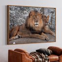 Ver imagem 1 de Quadro Decorativo Leão e Leoa em Moldura Caixa Tacolado Moldura Trad 1cm Madeira Escura sem Vidro 30