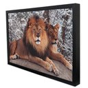 Ver imagem 3 de Quadro Decorativo Leão e Leoa em Moldura Caixa Tacolado Moldura Trad 1cm Madeira Escura sem Vidro 30