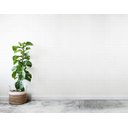 Ver imagem 1 de Papel de Parede Bolinhas 1 Arte Destaque 1,50 Metros