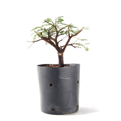 Pré Bonsai Caliandra Rosa 04 Anos