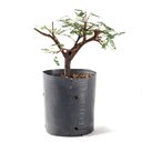 Ver imagem 3 de Pré Bonsai Caliandra Rosa 04 Anos