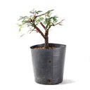 Ver imagem 4 de Pré Bonsai Caliandra Rosa 04 Anos