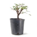 Ver imagem 2 de Pré Bonsai Caliandra Rosa 04 Anos