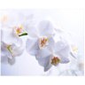 Papel De Parede Flores Fosco Natureza Orquidea Branca 40 - 3