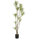 Ver imagem 1 de Planta Artificial Arvore Dracena Reflexa C/pote X130 Verde Creme 1,66cm