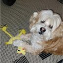 Ver imagem 4 de Mordedor de Pelucia Cao Pet Gato Cachorro Animal de Estimaçao Brinquedo com Apito Lazer Diversao Ent