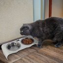 Ver imagem 6 de Comedouro Elevado Inclinado Duplo Gato Preto