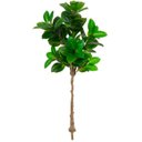 Ver imagem 1 de Árvore Ficus Elastica Real Toque Verde 1,5m | Formosinha