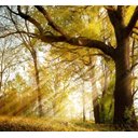 Ver imagem 1 de Adesivo Parede Paisagem Árvores Floresta Natureza GG237