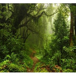 Adesivo Paisagem Floresta Natureza Papel Parede Trilha GG508 - 1