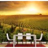 Adesivo Paisagem Vinho Uvas Papel Parede Vinhedo GG414 - 2