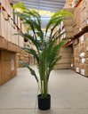 Ver imagem 5 de Planta Artificial Palmeira Real Toque para Decoração Com1.20m, Planta Decorativa para Casa e Eventos