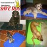 Cama Plástica Save Dog Ideal para Cães Hiper-Ativos e Destruido - 6