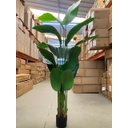 Ver imagem 4 de Bananeira Artificial Realista para Decoração Sala com 1.80m, Planta Decorativa para Casa e Eventos
