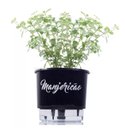 Ver imagem 4 de Kit 6 Vasos AutoIrrigáveis Preto Horta Vertical 3 prateleiras