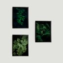 Ver imagem 1 de Kit 3 Quadros Folhagens 24x18cm - com vidro:Madeira preta