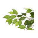 Ver imagem 3 de Planta Árvore Artificial Ficus Verde 2 Tons 2,1m
