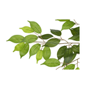 Ver imagem 3 de Planta Árvore Artificial Ficus Verde 2 Tons 2,1m