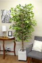 Ver imagem 5 de Planta Árvore Artificial Ficus Verde 2 Tons 2,1m