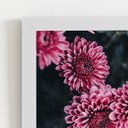 Ver imagem 2 de Quadro Chrysanthemum Morifolium Flor Moldura Branca 60x40cm