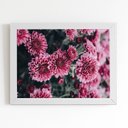 Ver imagem 1 de Quadro Chrysanthemum Morifolium Flor Moldura Branca 60x40cm