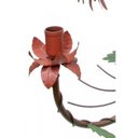 Ver imagem 7 de Lustre Rustico Sala de Estar Pendente com Flores Ouro Antigo 03 Braços - Vermelho escuro