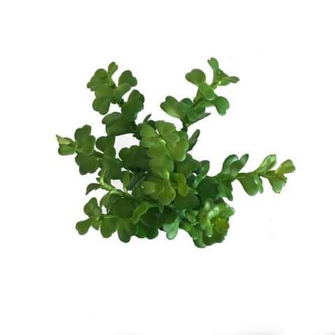 Murta Mini Folhagem (22cm)- Verde