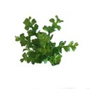 Ver imagem 1 de Murta Mini Folhagem (22cm)- Verde