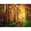 Ver imagem 2 de Papel De Parede Estrada Caminho Floresta 3D Nes091 3M²