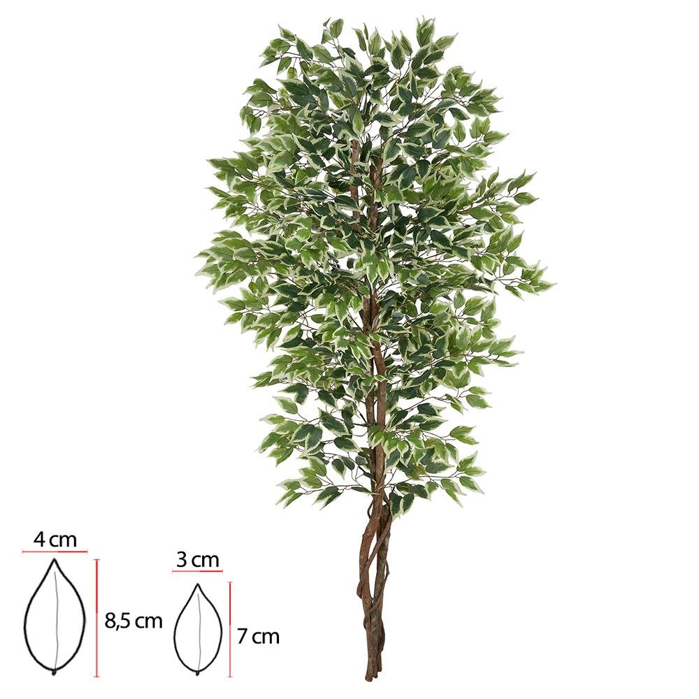 A.ficus X1008 (verde Creme) 2,1m (florarte) Vol. 15,17 - 3