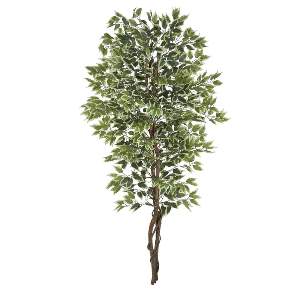 A.ficus X1008 (verde Creme) 2,1m (florarte) Vol. 15,17