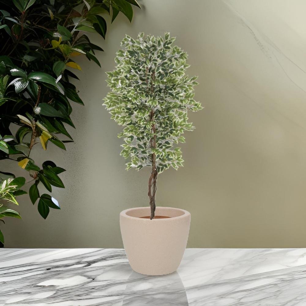 A.ficus X1008 (verde Creme) 2,1m (florarte) Vol. 15,17 - 2