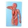 Sistema Linfático em Prancha Modelo Anatomia - 4