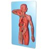Sistema Linfático em Prancha Modelo Anatomia - 2